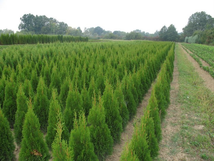 Thuja occ. Smaragd